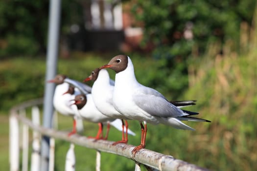 Seagull - Seagull 35
