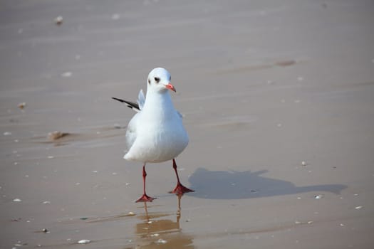Seagull - Seagull 27