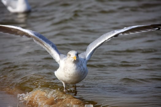 Seagull - Seagull 29