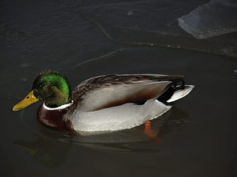 Mallard