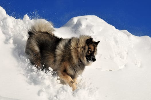 Dog running in the snow