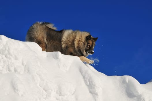 Dog running in the snow