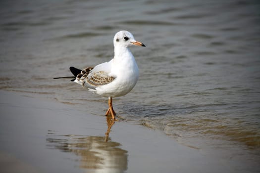 Seagull - Seagull 28