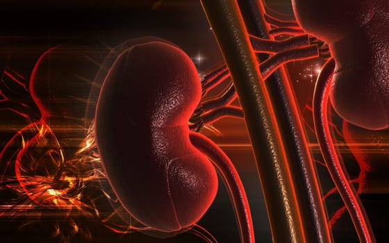 Kidney