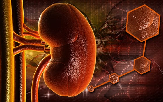 Kidney