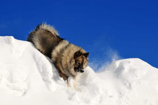 Dog running in the snow