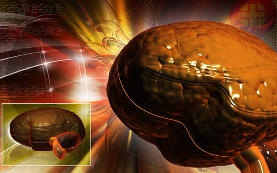 Brain