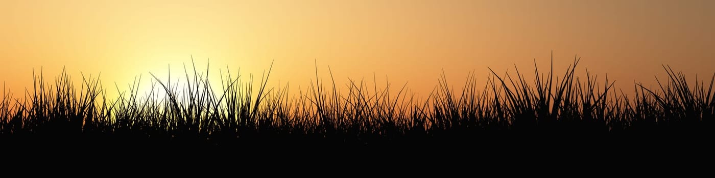 Grass panorama at sunset