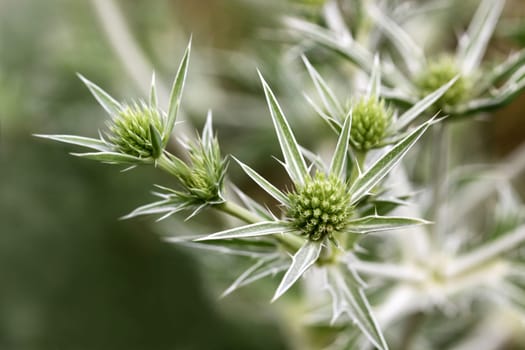 You can find the field man's litter scattered in the Rhine plain on sunny calcareous grasslands and along roadsides ...