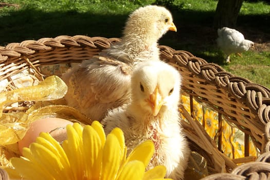 Easter chicks
