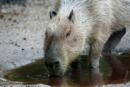 Capybara