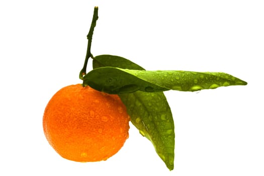 Clementine