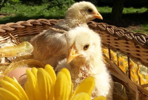 Easter Biscuits