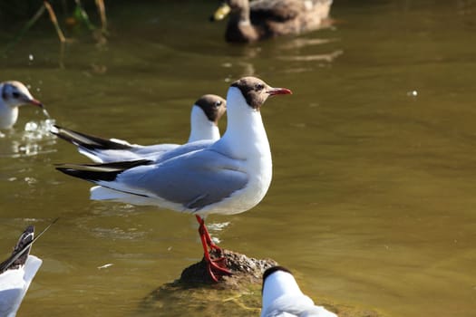 Möwe - Seagull 37