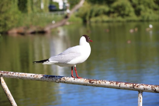 Möwe - Seagull 38