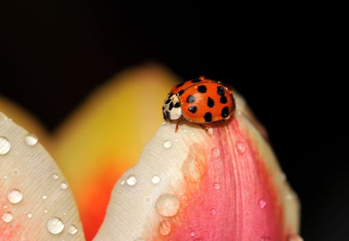 On the tulip leaf