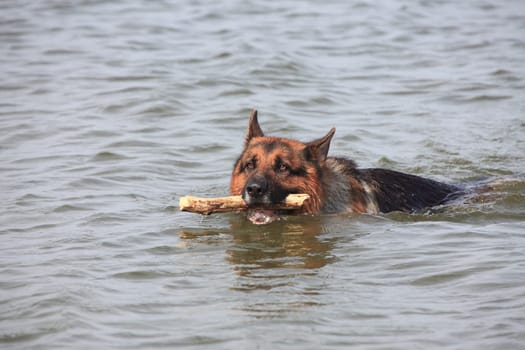 Deutscher Schäferhund - German sheep dog 7