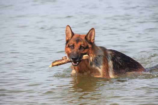 Deutscher Schäferhund - German sheep dog 2