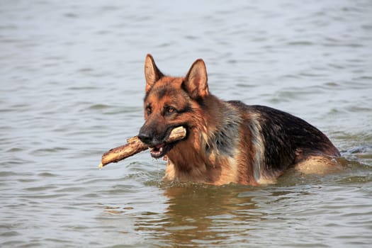 Deutscher Schäferhund - German sheep dog 3