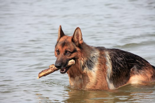 Deutscher Schäferhund - German sheep dog 4
