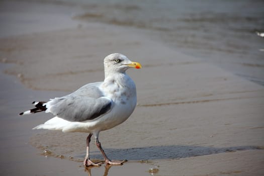 Seagull - Seagull 39