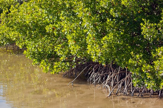 Mangroves
