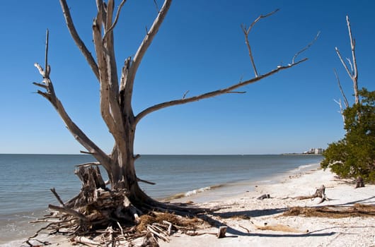 Tropical sandy beach
