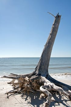 Tropical Beach