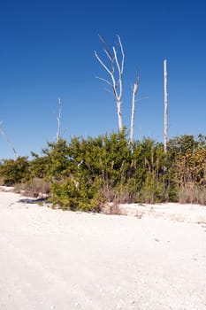 Tropical sandy beach
