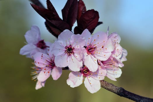 Cherry Blossom