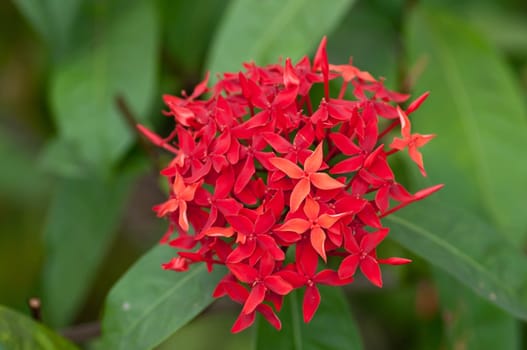 ixora