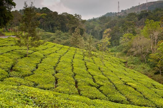 Tea Plantation