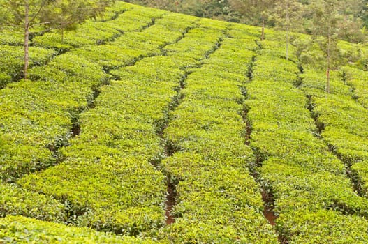 Tea Plantation