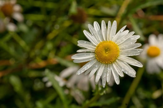 Shasta Daisies
