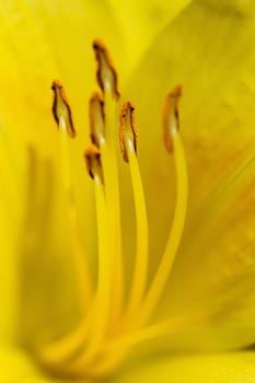 Shasta Daisies