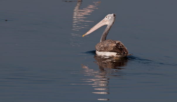 Spot Billed Pelican