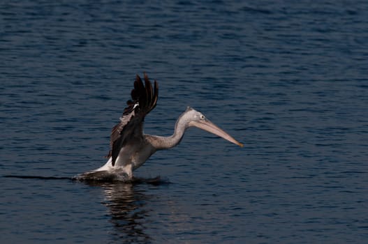 Spot Billed Pelican