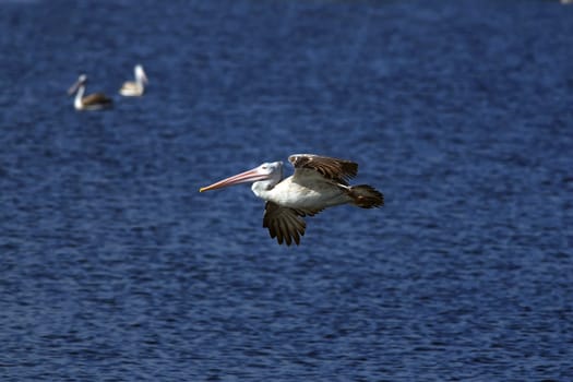 Spot Billed Pelican