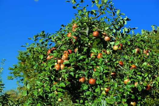 Apples