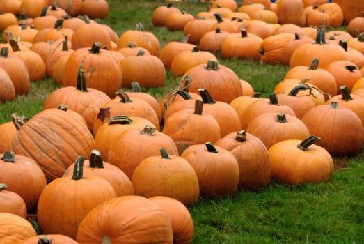 Pumpkin Patch