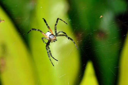 Spider