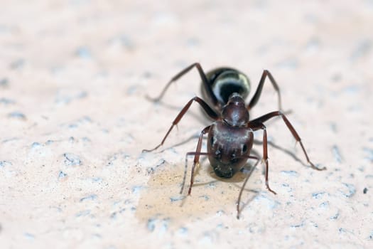Honey pot Ants