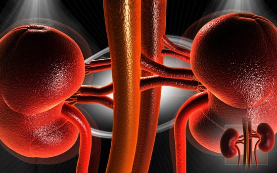 Kidney