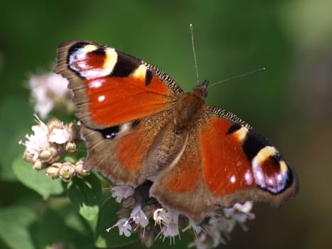 Peacock