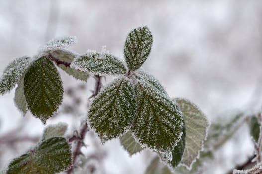Hoarfrost - Leaves