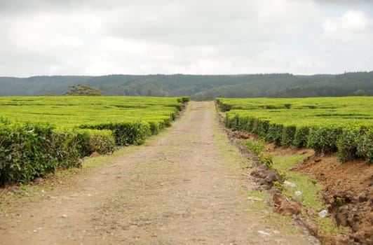 Tea plantation