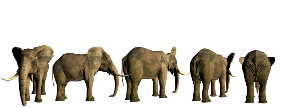 Elephant row