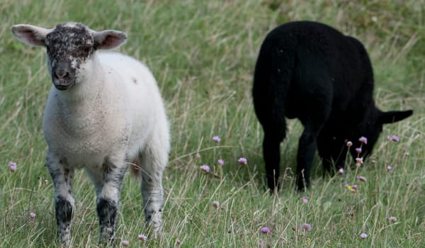 Lamb