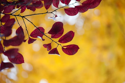 Leaves