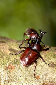 Rhinoceros beetle